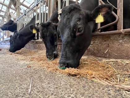 【屋久島縄文牛】