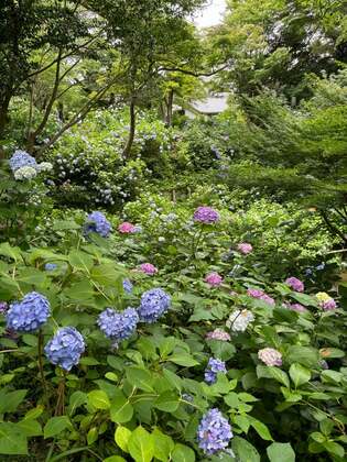 【長谷寺の紫陽花】