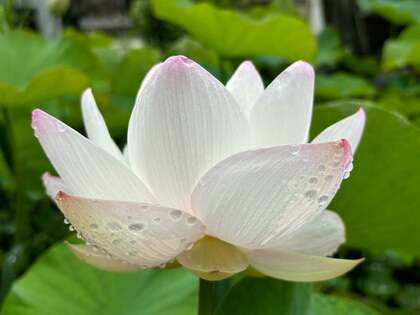 【今年初めての蓮】