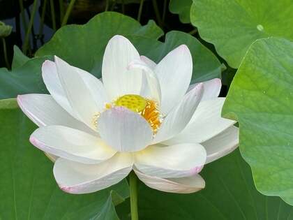 【7月5日生まれ】