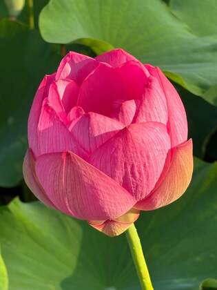 【蓮に会える幸せ】