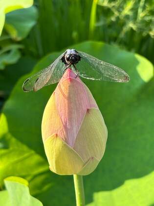 【蜻蛉さん、みーつけた！】