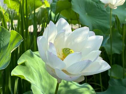 【夏の土用の行】
