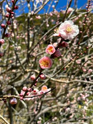 【大好きな梅】