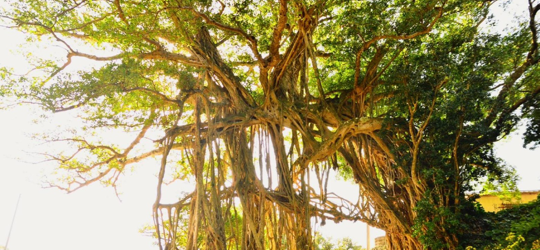 自然100％へのこだわり